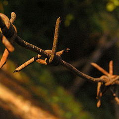 photo "Prickly makro in warm tones"