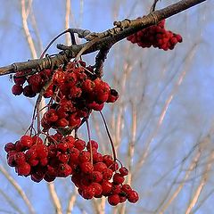 photo "Vogelbeeren"