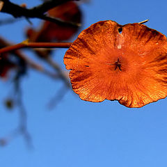 photo ""Опят осень"/Again autumn/"