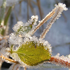 photo "Snow sugar candy"