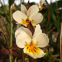 фото "Flowers"