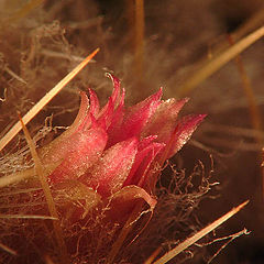 photo "A flower in thorns"