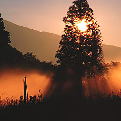 photo "Misty Morning Rays"