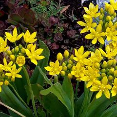 фото "Wild Garlic"