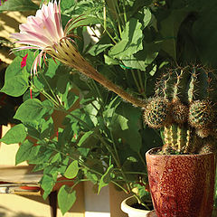photo "Cactus Tenderness"