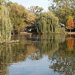 photo "Weeping willows"