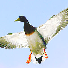 photo "mallard in flight"