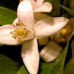 photo "Lemon flower"