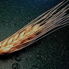 photo "wheat"