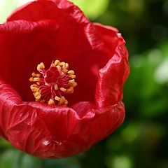 photo "The red poppy"