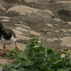 photo "The little seagull"