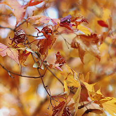 фото "Autumn"