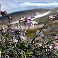 фото "On a wind"