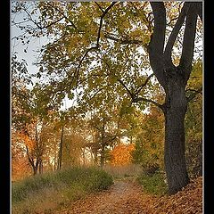 photo "Autumn path"