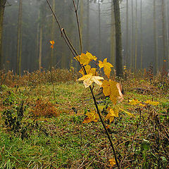 photo "Be happy to last leaflets..."