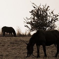 photo "Horses"