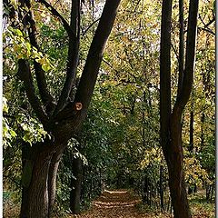 фото "Осенний коридор"