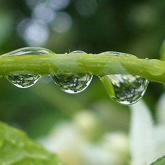 фото "after the rain"