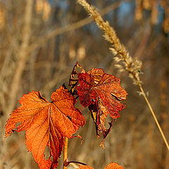 photo "Till the spring"