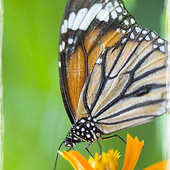 фото "Butterfly Garden - Thailand"