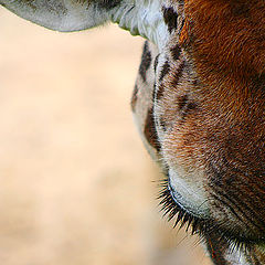 photo ""Eyelashes""