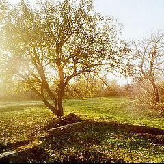 photo "Golden Fall"