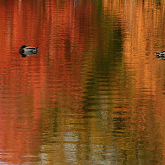 photo "November Indian summer in Boston, or bad blood in the family"