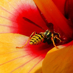 photo "wasp"