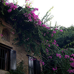 photo "town flowering"