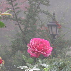 photo "Rose above the Hedge"