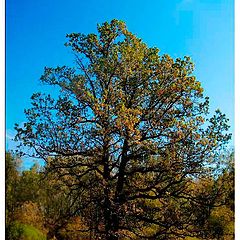 photo "Oak"