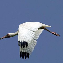 фото "white ibis in flight"