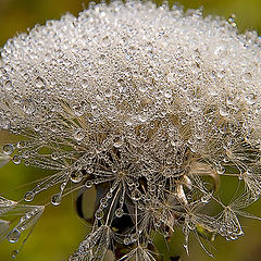 photo "The crystal world."