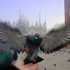 фото "acceptance on piazzetta San Marco"