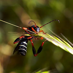 photo "Wasp"