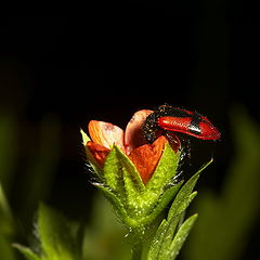 фото "Red beetle"