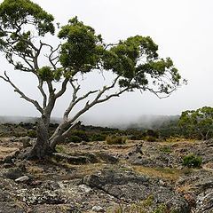 photo "Tree in the mist"