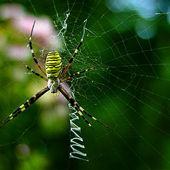 photo "Natural crafts"