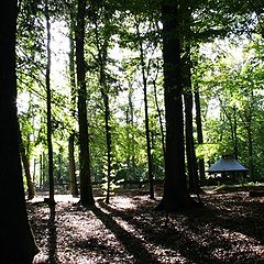 фото "Trees and shadows"