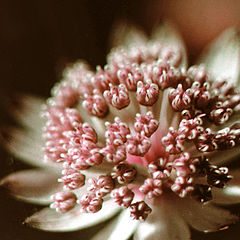 photo "a flower on dark background"