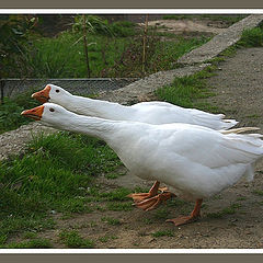 photo "Curious geeze"