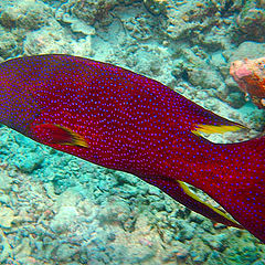 photo "Underwater Spotted Marauder"