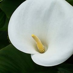 photo "Arum Lily"