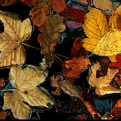 photo "Drown Leaf's"