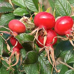 photo "Rosa canina"