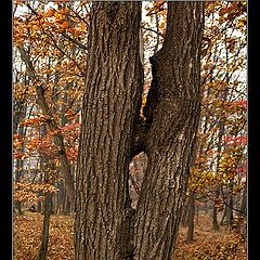 photo "The Kiss of the Fall"