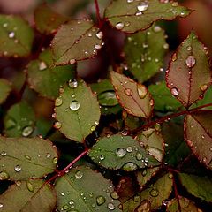 photo "Droplets on leaves of a rose"