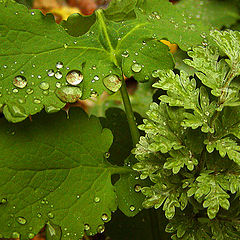 photo "Autumnal rain"