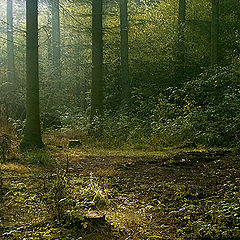 photo "Little misty forrest"