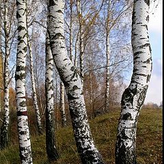 photo "Birches."